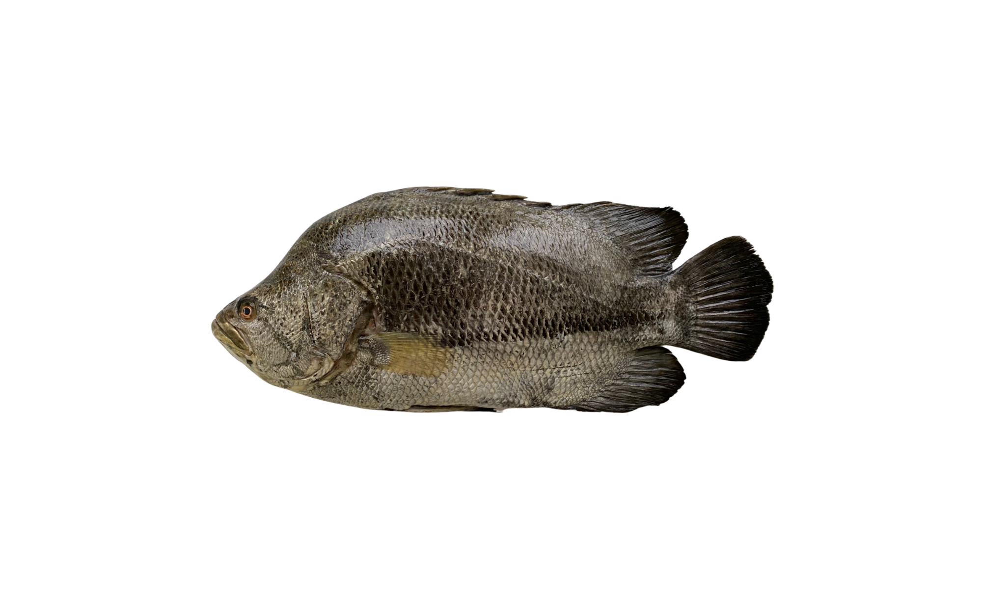 Atlantic Tripletail